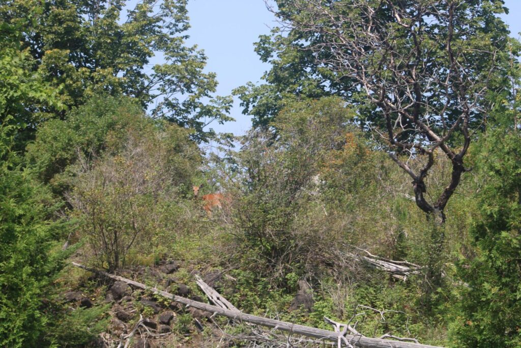 White-tailed Deer on Long Island Nature Reserve