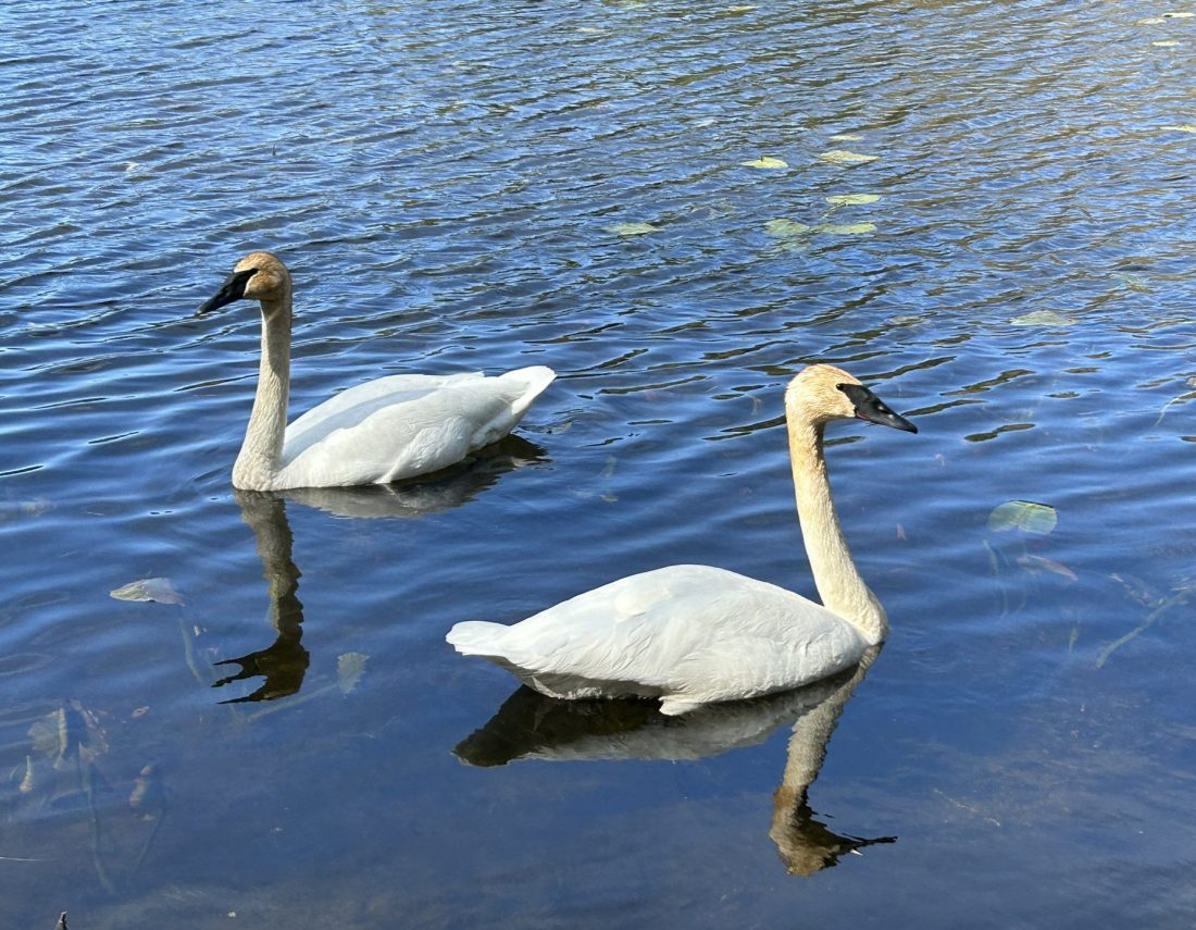 900D882C-C17F-41F2-B721-388A40B03758_1_102_o – Copy Trumpeter Swans